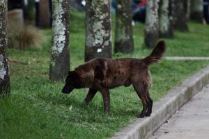 Empresas Públicas de La Ceja hace un llamado a la correcta disposición de heces de mascotas en espacios públicos